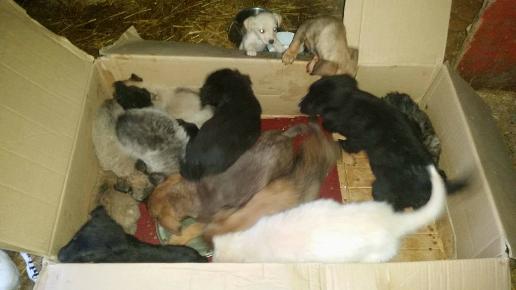 10 puppies arrived 04 12 2017c