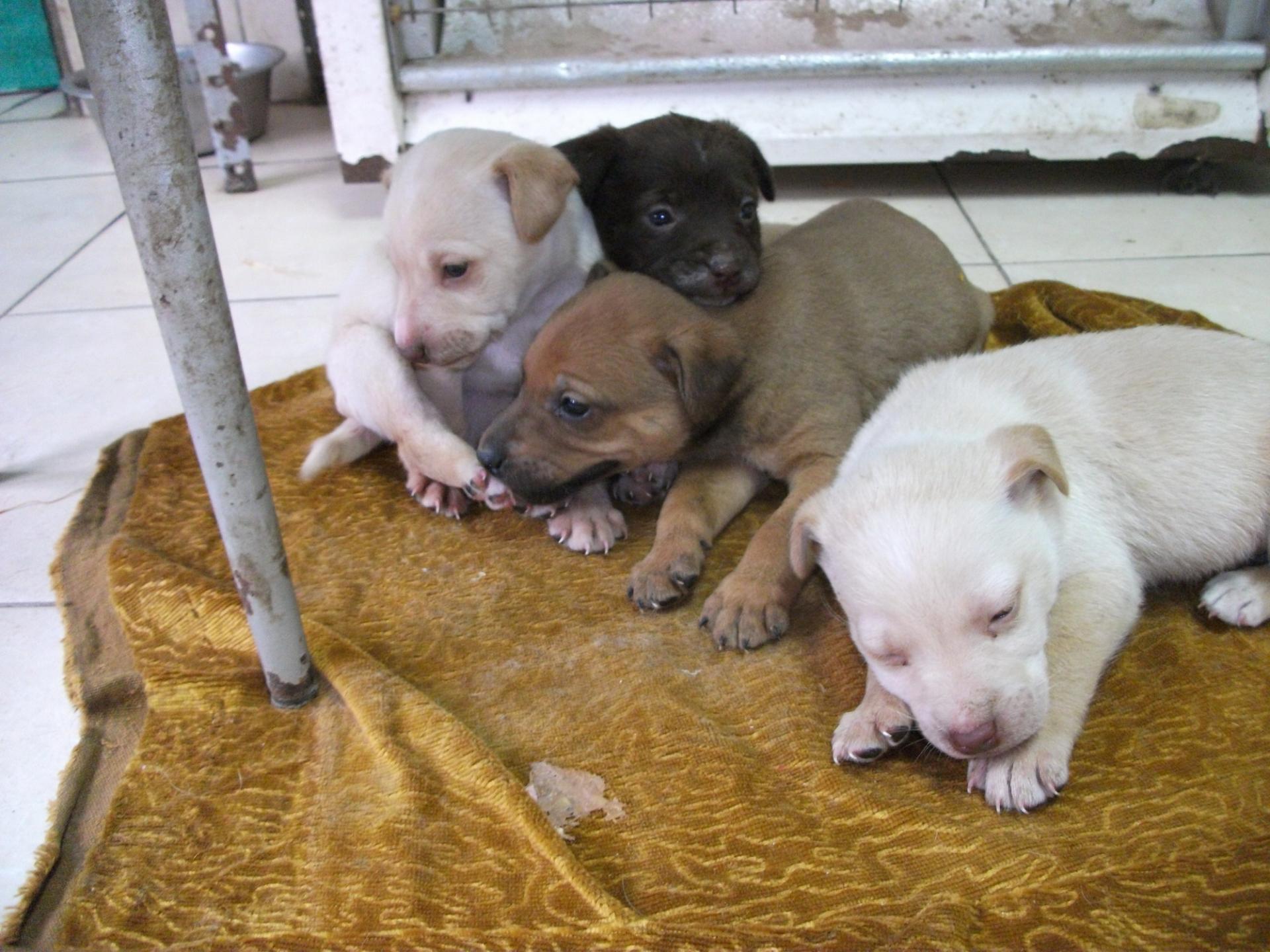 4 puppies 2beige 1boy 1 girl 2 brown 1 boy 1 girl