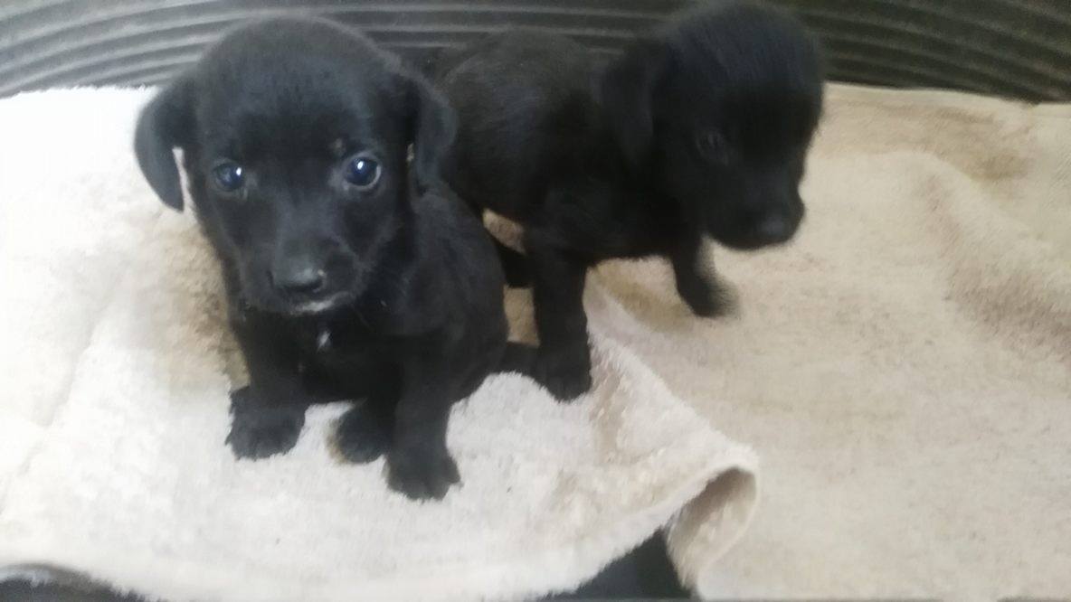 Black puppies july 2017