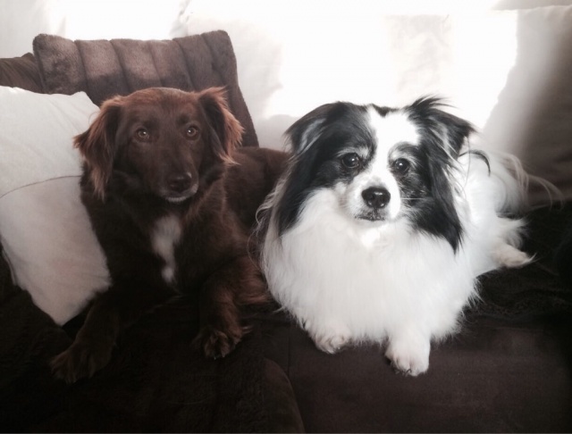 Branka adopted2