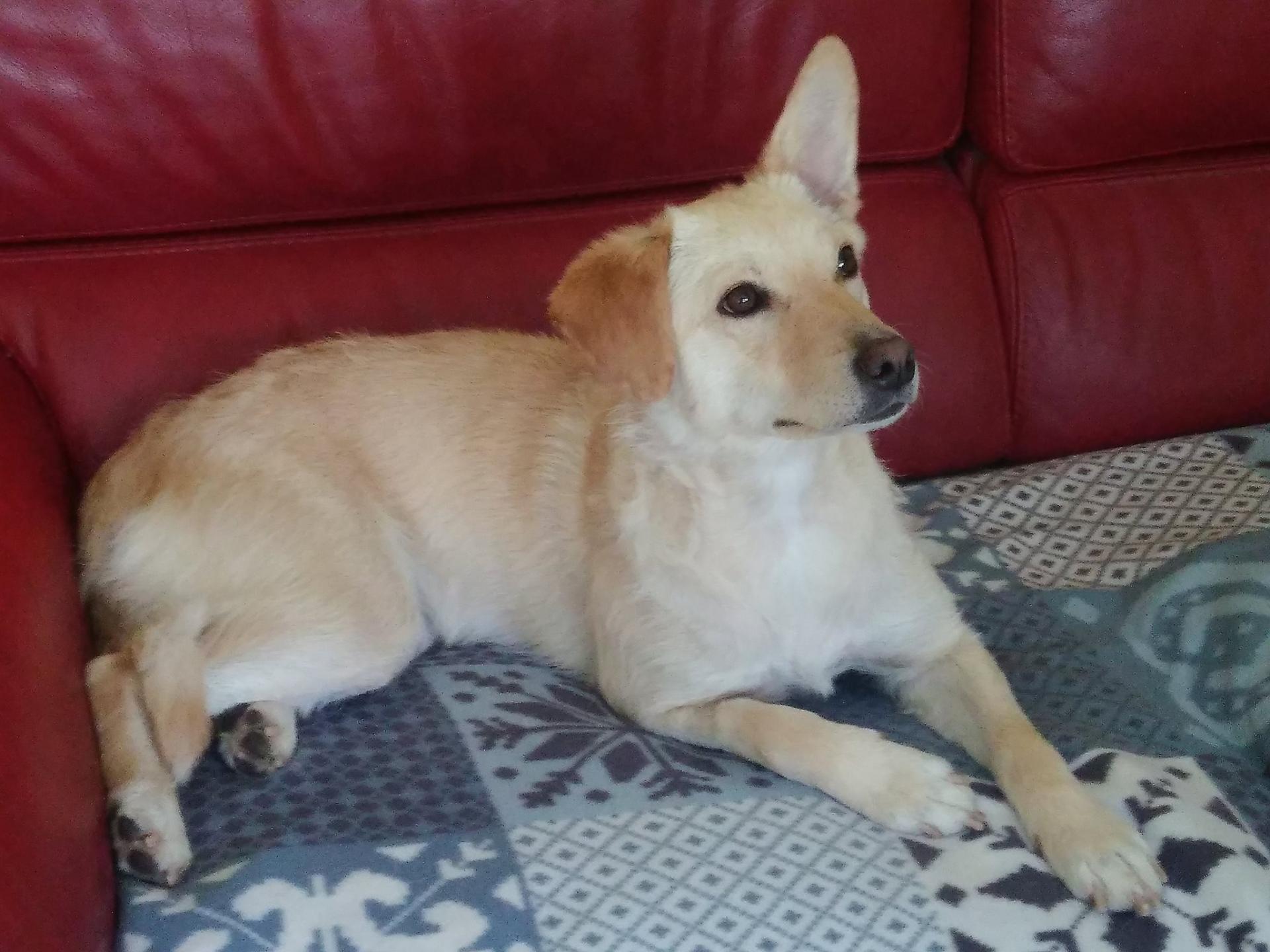 Butterfly adopted5