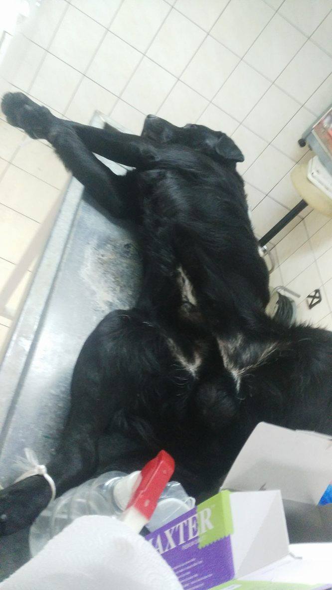 Castration black lab live with cupa 2