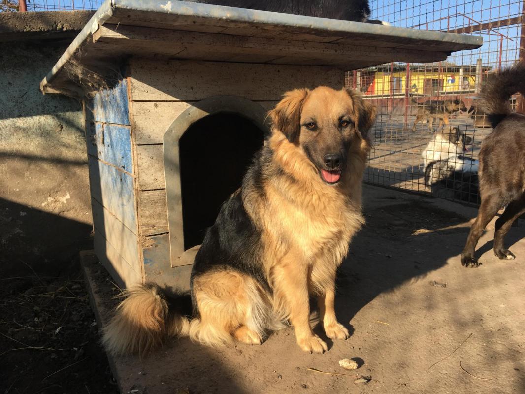 DIXON - x berger poils longs 4 ans  (3 ans de refuge) - Asso Nobodysdog - Becej (Serbie) Dixon-7-