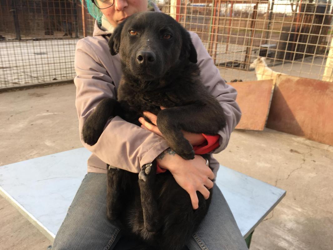 EROS - x labrador 4 ans - Asso Nobodys dog - Becej '(Serbie) Eros-13-