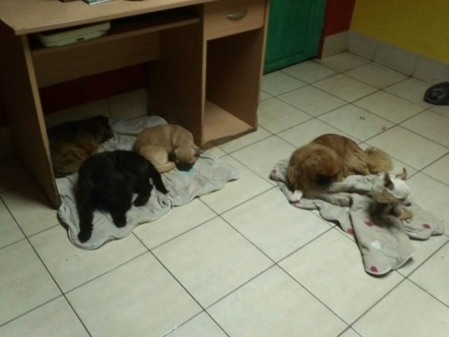 Little dogs stay in house 5