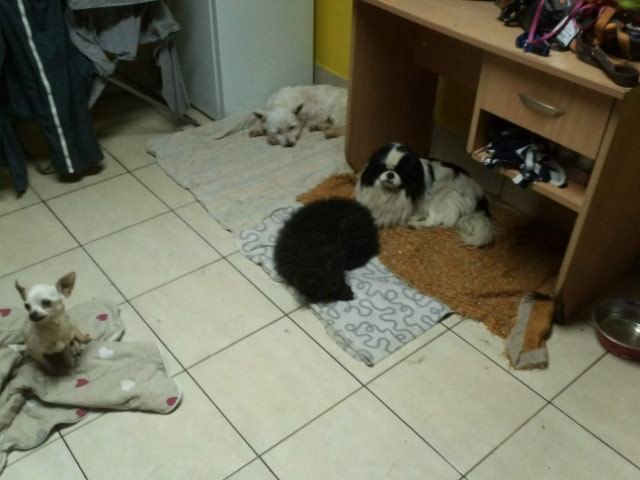 Little dogs stay in house 6