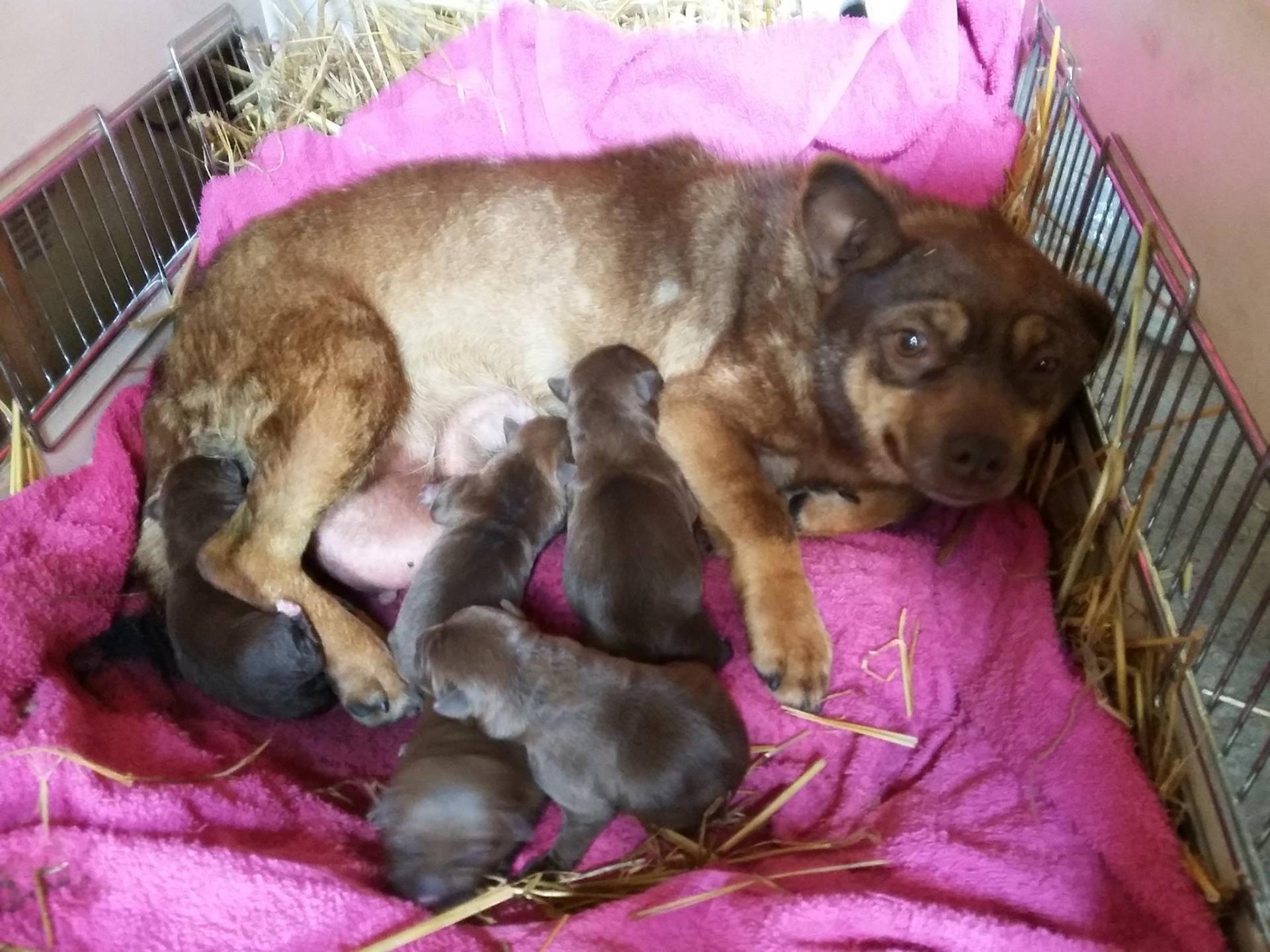 Mom and pups
