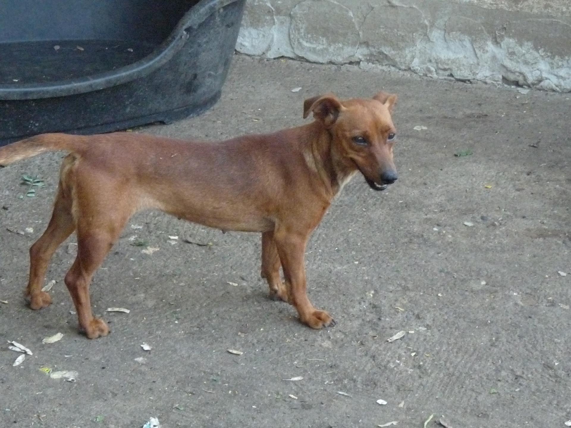 Pimki 2