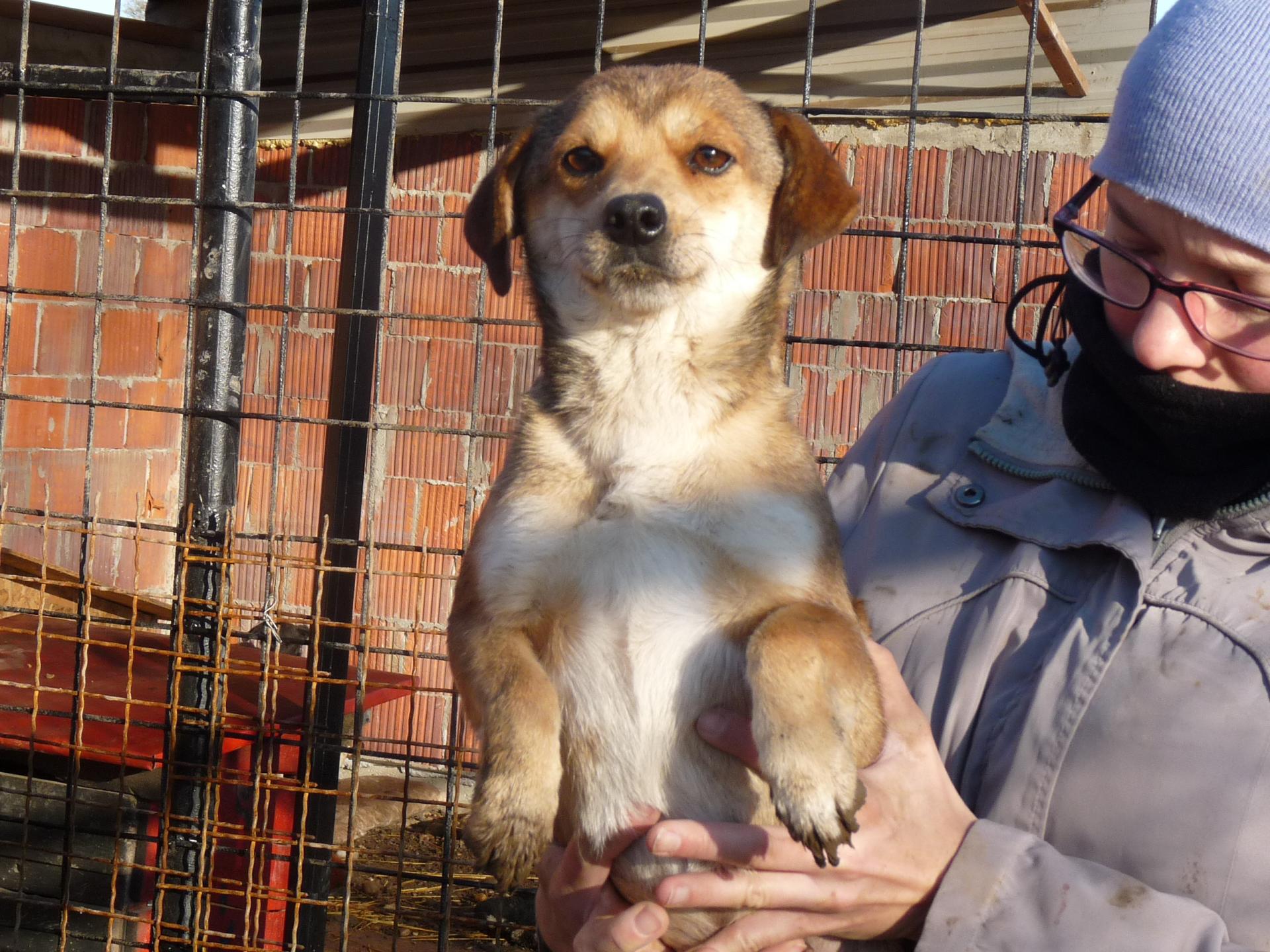 ZUJKA - x ratier ? 3 ans -Asso Nobodysdog - Becej (Serbie) Zujka-5-