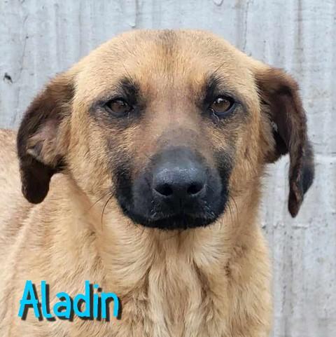 Aladin 35