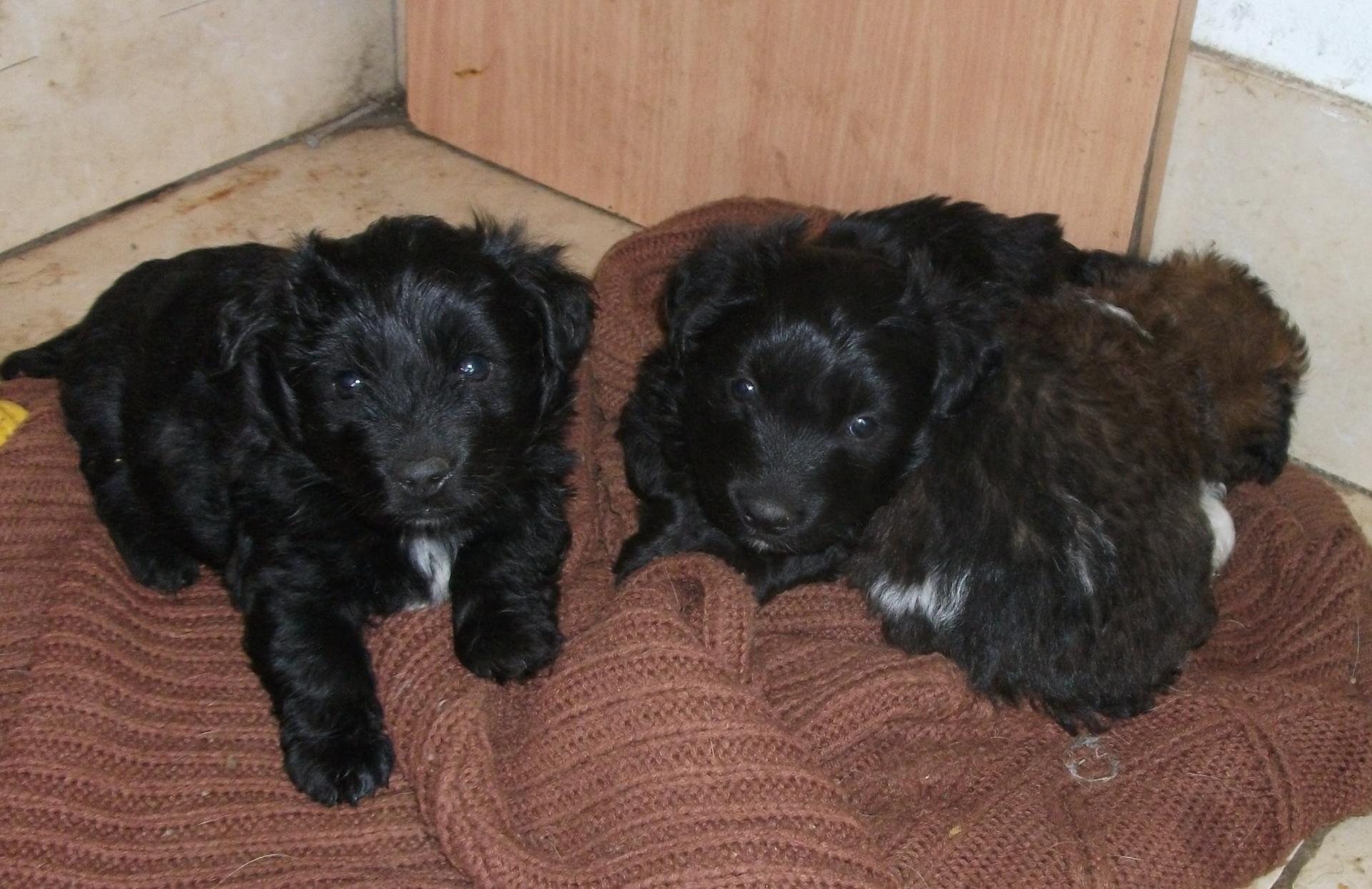 Black fluffy puppies