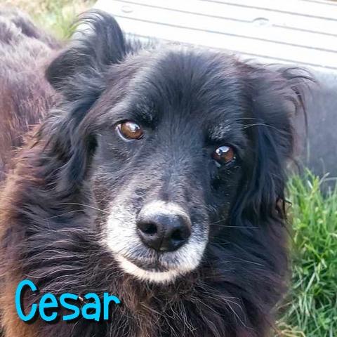 Cesar