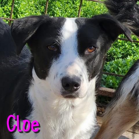 Cloe 4