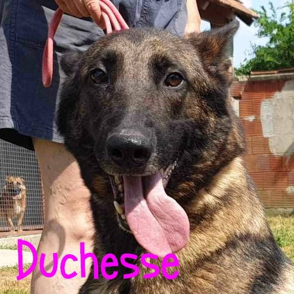 Duchesse 4