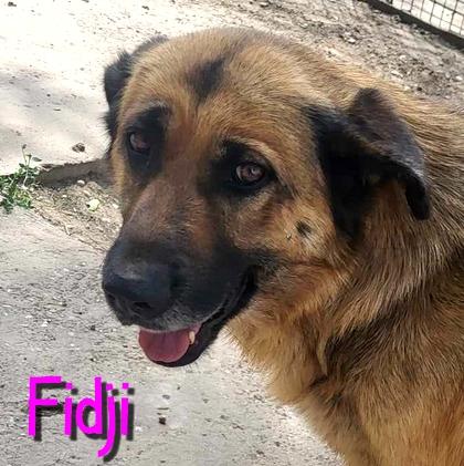 Fidji 3