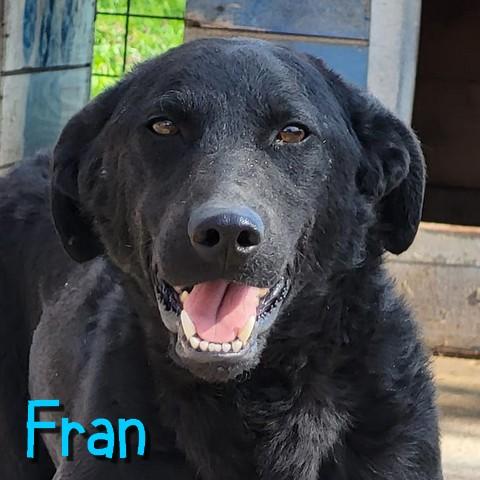Fran 3
