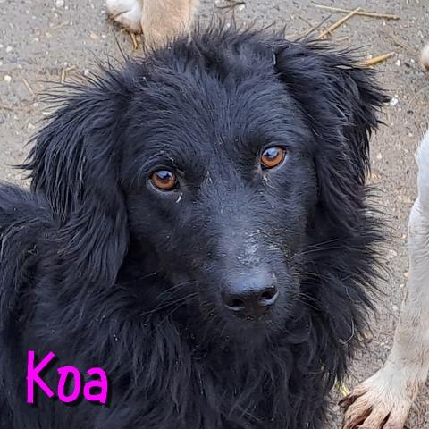 Koa