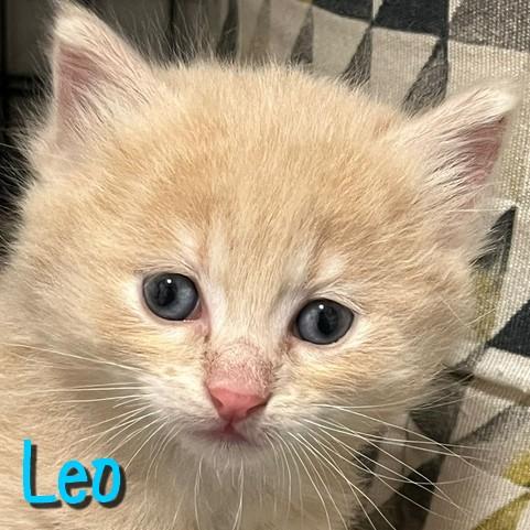 Leo