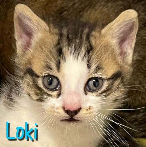 Loki 1