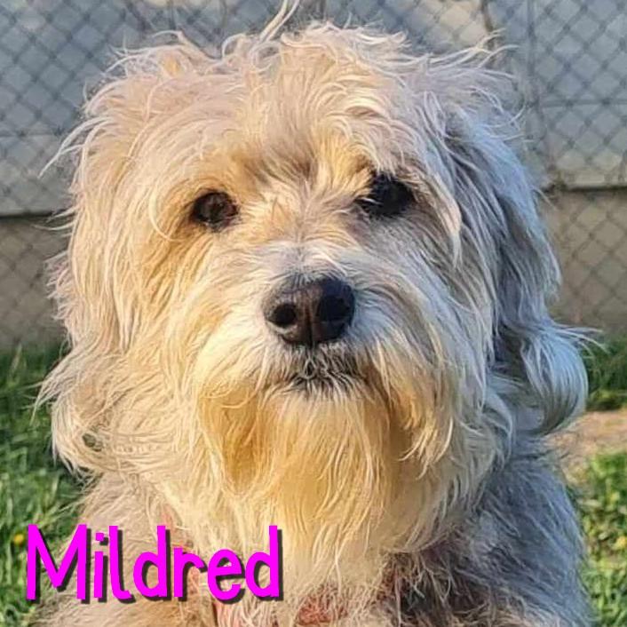 Mildred 2 3