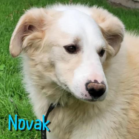 Novak 2