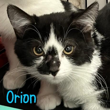 Orion