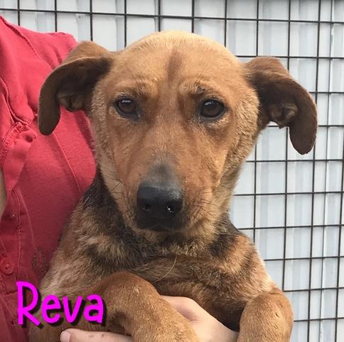 Reva 2