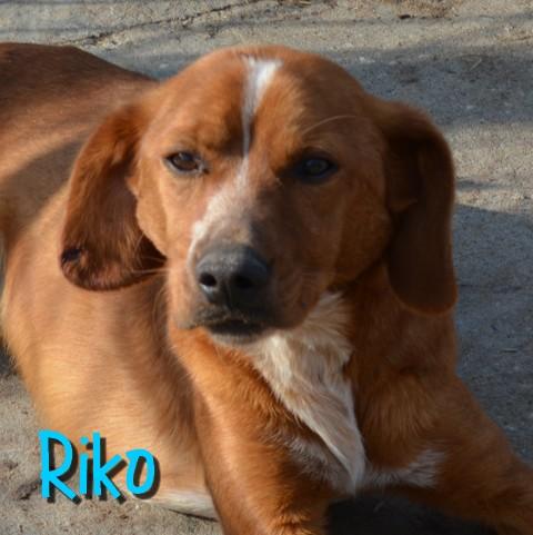 Riko