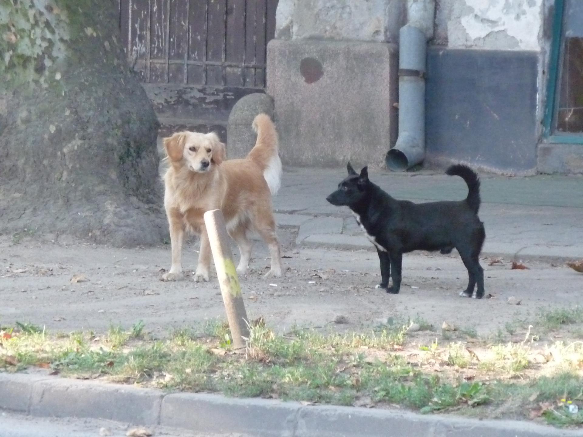 Street dogs 5