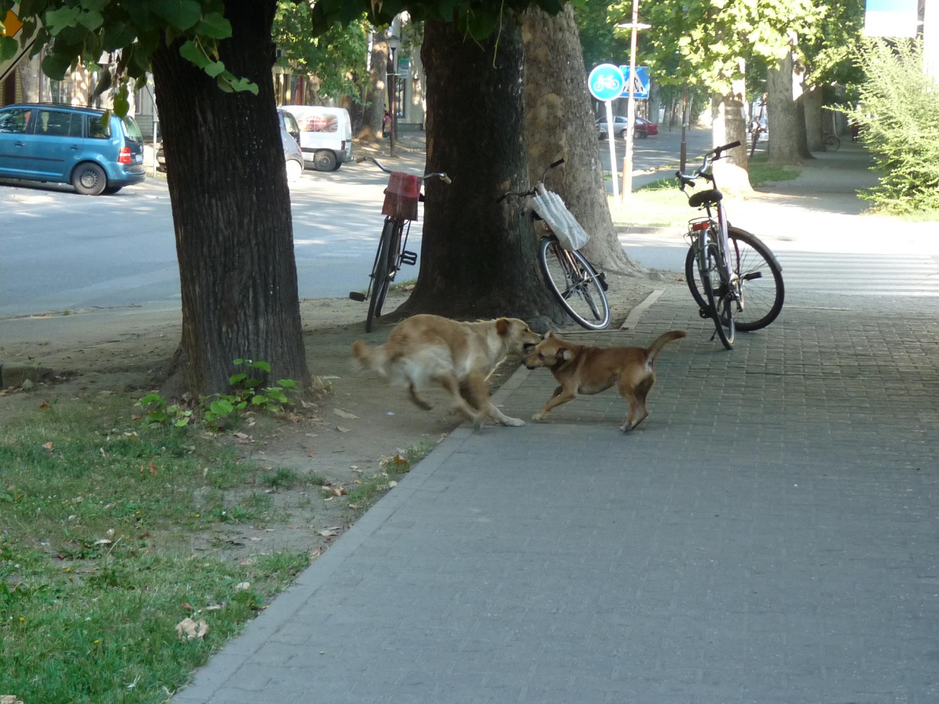 Street dogs 6