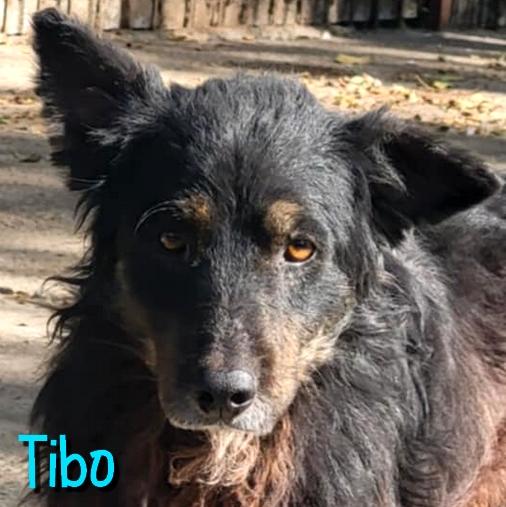 Tibo 3 1