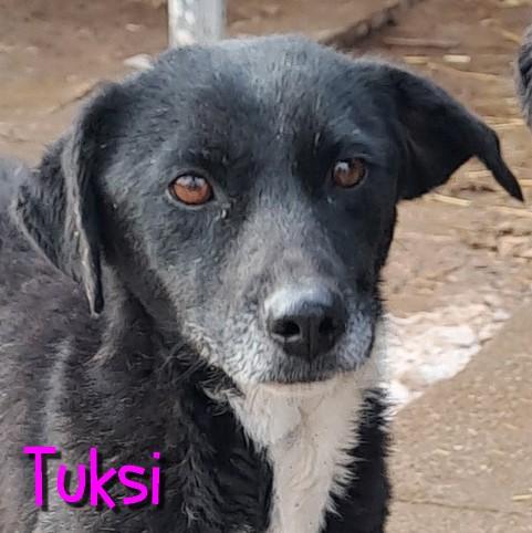 Tuksi